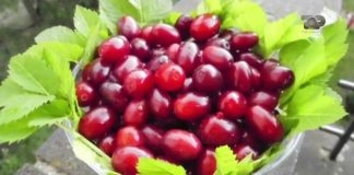 A e dini se çfarë i ndodh organizmit nëse konsumoni Thana?