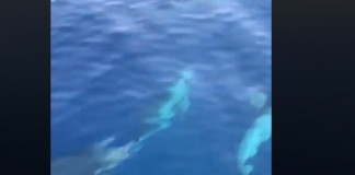 Delfinët dhurojnë spektakël në Jalë