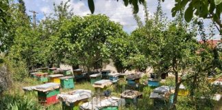 Skema Kombëtare, 183 milionë lekë mbështetje për bletarinë