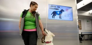 Testi i parë i shpejtë për të diagnostikuar koronavirusin tek kafshët shtëpiake