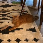 WhatsApp-Image-2020-10-12-at-4.59.41-PM-1