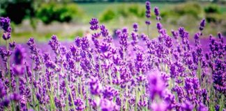 BBC: Bimët në malet shqiptare që na mbajnë të rinj. Çfarë fshihet pas reklamave të kremrave mrekullibërës