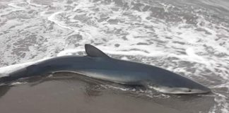 Fotot/ Velipojë, peshkaqeni shfaqet afër bregut