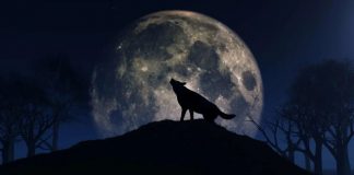 Sot është fenomeni i rrallë “Hëna e Ujkut”/ Faktet interesante që duhet t’i dini!