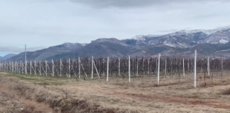 Ferma spektakolare e Ylvi Bylykbashit në Shamoll të Korçës/ Dallimi mes realitetit të prodhimit bujqësor sot, krahasuar me 7 vjet më parë