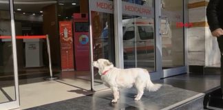 Historia prekëse/ Qeni ndjek ambulancën që merr pronarin e tij dhe për gjashtë ditë radhazi e pret jashtë spitalit