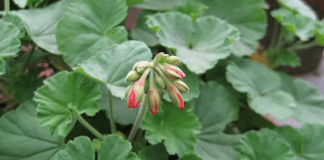 Po ju a e njihni këtë llojë luleje? Shumë efektive për këto sëmundje