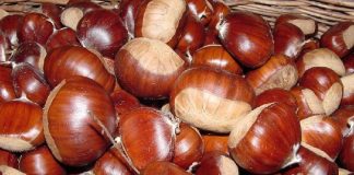 Shqipëria e 9-ta në botë për eksportin e gështenjës, potenciale për rritjen e fitimeve në zonat e Veriut