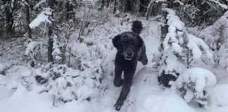 Qen apo njeri kjo është fotoja që po habit rrjetin. Po ju cilin patë të parin?