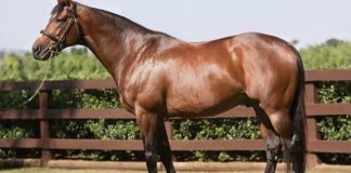 Ronaldo dhe Messi së bashku nuk kapin vlerën e këtij kali, ja arsyeja çka e bën kaq të vlefshëm