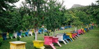 Mbështetja nga Skema Kombëtare/ Standarde cilësie mjalti në fermën e bletëve në Elbasan me 400 koshere