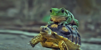 Bretkosa e vogël dembele kapet ‘duke bërë xhiro’ në kurrizin e breshkës