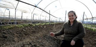 Skemat e mbështetjes në bujqësi/ Historia e çiftit që ngritën serrën me fidanë, prodhimet e së cilës eksportohen në Holandë