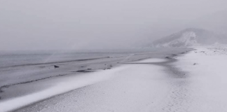 Reshjet e dëborës orëve të fundit, deti nxjerr delfinë të ngordhur në breg