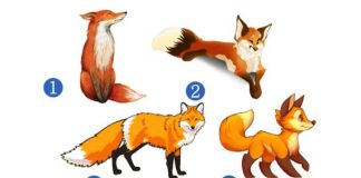 Test/ Ja çfarë parashikon për ju dhelpra” magjike” që do të zgjidhni