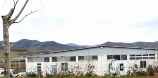 Mbështetja e skemave kombëtare/ Ferma blegtorale në Tiranë me 400 krerë dhi franceze me prodhim vjetor 360 tonë