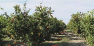 Mbështetja nga AZHBR/ Historia e fermerit që ka ngritur plantacion me mandarina, këtë vit pret të përfitojë 500 kuintalë