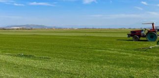 “Qilimi i blertë”/ Braçe sjell shembullin e gjysh Markut dhe Ervisit që prodhojnë tapetet e barit më të mira në Shqipëri