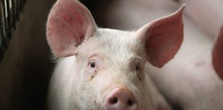 Studimi/ Gripi i derrit mund të ketë shkaktuar transmetimin e koronavirusit nga kafshët te njeriu