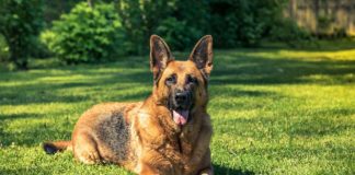 A e dini që ky vend përdor qentë K9 për të gjurmuar Covid-19?