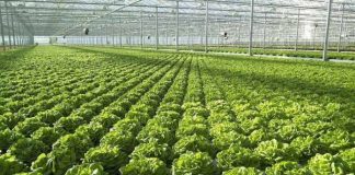 Programi IPARD në Bujqësi/ 1,3 miliard lekë u financuan vitin e kaluar