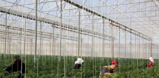 Rimëkëmbja pas pandemisë/ Ekonomi: Cosolve-19, zgjidhje e duhur për biznesin