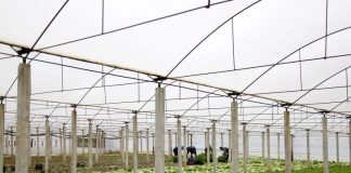 Ekonomi në Ndroq: “Lushnjë e dytë” në prodhimin e serrave, ndërtojmë tregun e ri në Lundër