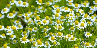 Fermerët që mbjellin bimë mjekësore përfitojnë subvencionim deri 100 mijë lekë përmes Skemës Kombëtare