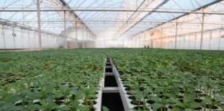 Skemat e Mbështetjes/ Aplikimi nis në 24 mars, me zero dokumente në e-Albania