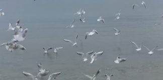 Mos i vrisni mjelmat, dashurojnë një herë në jetë