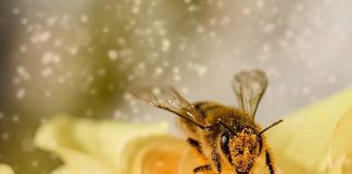 Studimi/ Nivelet e larta të polenit rrisin rrezikun e sjellë nga Covid 19