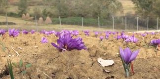 Fituese e projektit “Idea”/ Blerta përfitoi grant për krijimin e fermës me shafran