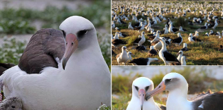 Zogu më i moshuar i botës, çel vezën në moshën 70-vjeçare