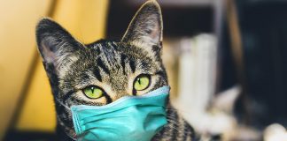 Studimi britanik/ Macet mund të marrin koronavirusin nga njerëzit