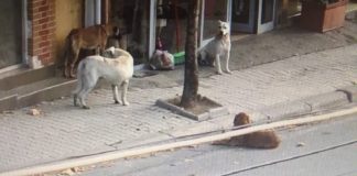 Zbardhet vendimi i gjykatës, Apeli i jep të drejtë AMK-së për sterilizimin e qenve endacakë: Janë rrezik për qytetarët