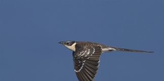 Vizitor special, shpendi i rrallë bën fole për herë të parë në Shqipëri