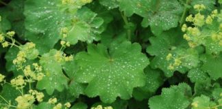 Kërkohet shumë nga të gjithë, kjo është bima që trajton një ndër problemet shëndetësore më të përhapura