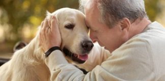 Qentë mund të nuhasin personat e infektuar me Covid-19