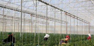 Krijohet platforma online e agrobiznesit/ Ekonomi: Domosdoshmëri bashkëpunimi mes aktorëve në fushën e bujqësisë