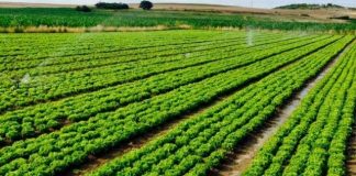 Certifikimi “Global Gap”/ 26 fermerët aplikues kualifikohen si përfitues të Skemës Kombëtare