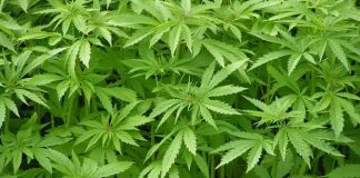 Parlamenti grek miraton kanabisin mjekësor, si do kultivohet!