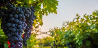 Rrushi i famshëm francez “Chardonnay”, kultivohet në Shqipëri