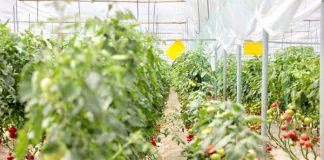 Prodhimi “Made in Albania” po rritet/ Fermerët kthejnë sytë nga përpunimi