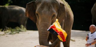 Elefanti i jashtëzakonshëm parashikon ndeshjen e Gjermanisë me Anglinë