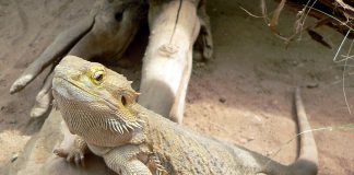 Gjaku i hardhucës mund të shërojë Covid 19?! Ja çfarë thonë shkencëtarët