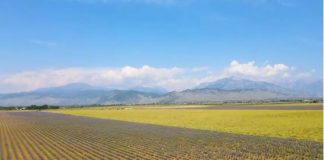 Fushat piktoreske në Malësinë e Madhe/ Kompania synon të bëhet prodhuesja më e madhe e bimëve mjekësore në rajon