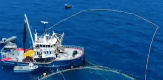 Rama jep lajmin e mirë: Shqipëria do të bëhet një nga vendet kyçe në Mesdhe për distribucionin e peshkut Ton, nis investimi prej 10 milionë euro