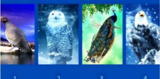 Zgjidhni një nga këta zogj dhe zbuloni çfarë ju karakterizon