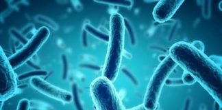 Studimi/ Roli i panjohur i baktereve në procesin e plakjes
