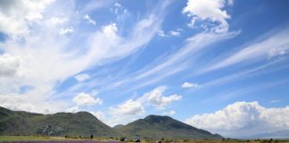 Eksporti i bimëve aromatike dhe medicinale, Covid19 nuk ndikoi në uljen e eksporteve